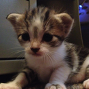 tiikafiredancer avatar