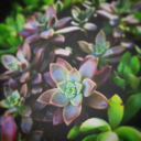 tildeath-do-us-part avatar