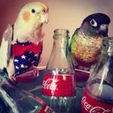 tilleyandpepperthebirds avatar