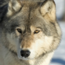 timberwolf-82 avatar