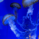 time-becomes-a-loop avatar