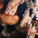 time-traveled avatar