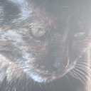 timeforacatnap avatar