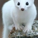 timelessapotheosis avatar