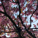 timelord-s-wife avatar