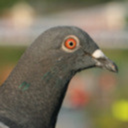 timetravelingpigeon avatar