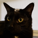 timetravellingdragonuniverse avatar