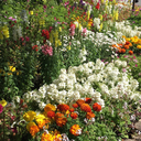 timewastingcat avatar