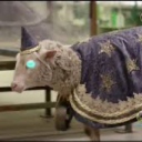 timmythetimesheep avatar