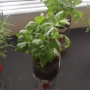 tinaciousness avatar