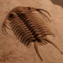 tiniest-trilobite avatar