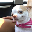 tinkerbellsie avatar