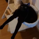 tintreach-cleite avatar