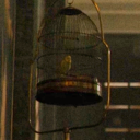 tiny-bird-of-sunshine avatar