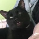 tiny-detective-agency avatar