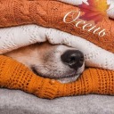 tiny-fox-study avatar