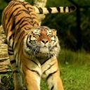 tiny-house-town avatar