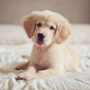 tiny-littlebows avatar