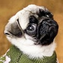 tiny-pug avatar