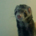 tiny-snapshot avatar