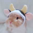 tiny-tinydancer avatar