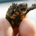 tiny13turtle avatar