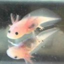 tinyaxolotl-blog avatar