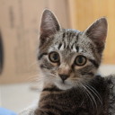 tinybirdieboy avatar