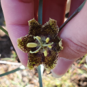 tinybrightlights avatar