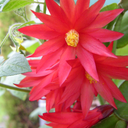 tinycactaceae avatar