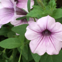 tinycatholicbean avatar