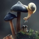 tinycroissanteggswolf avatar