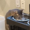 tinycrowthings avatar