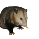 tinydaddylonglegs avatar