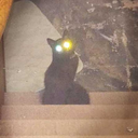 tinydazecollection avatar