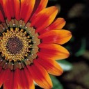 tinydiscogirl avatar