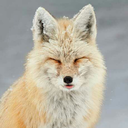 tinyfoxparade avatar