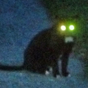 tinyglowingcat avatar