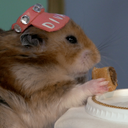 tinyhamstercruise avatar