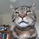 tinylittlebluebird avatar