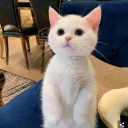 tinypeaceconnoisseur avatar