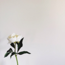 tinypinkpillow avatar