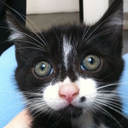 tinyplasticmeat avatar