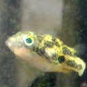 tinypuffer avatar