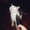 tinyshortperson avatar