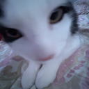 tinyshrimptiny avatar