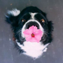 tinyskysailor avatar