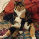 tinyspacesquids avatar