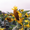 tinysuperhuman avatar