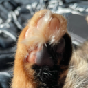 tinytoebeansholdingtinyteacupss avatar